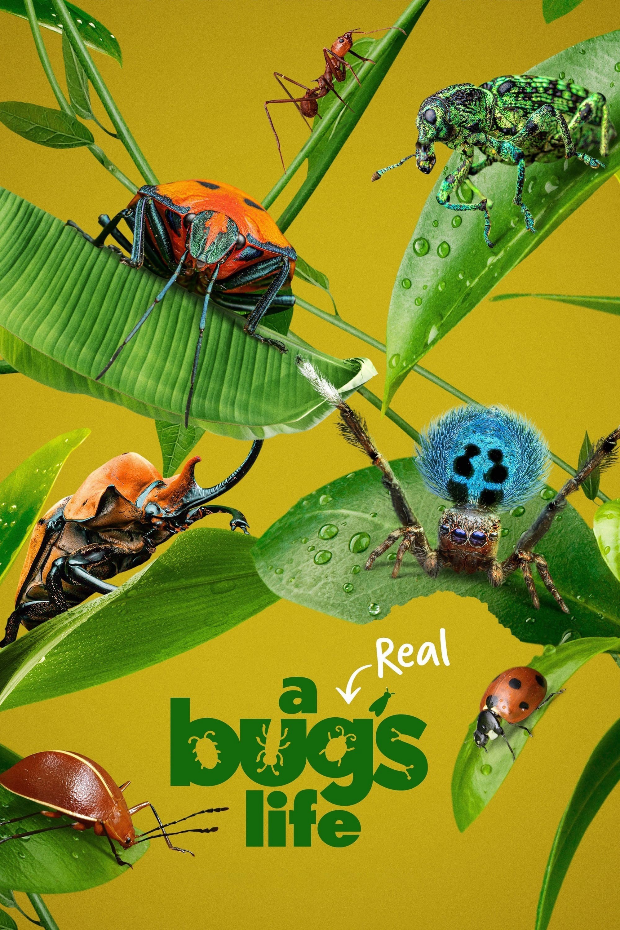 Phim A Real Bug's Life