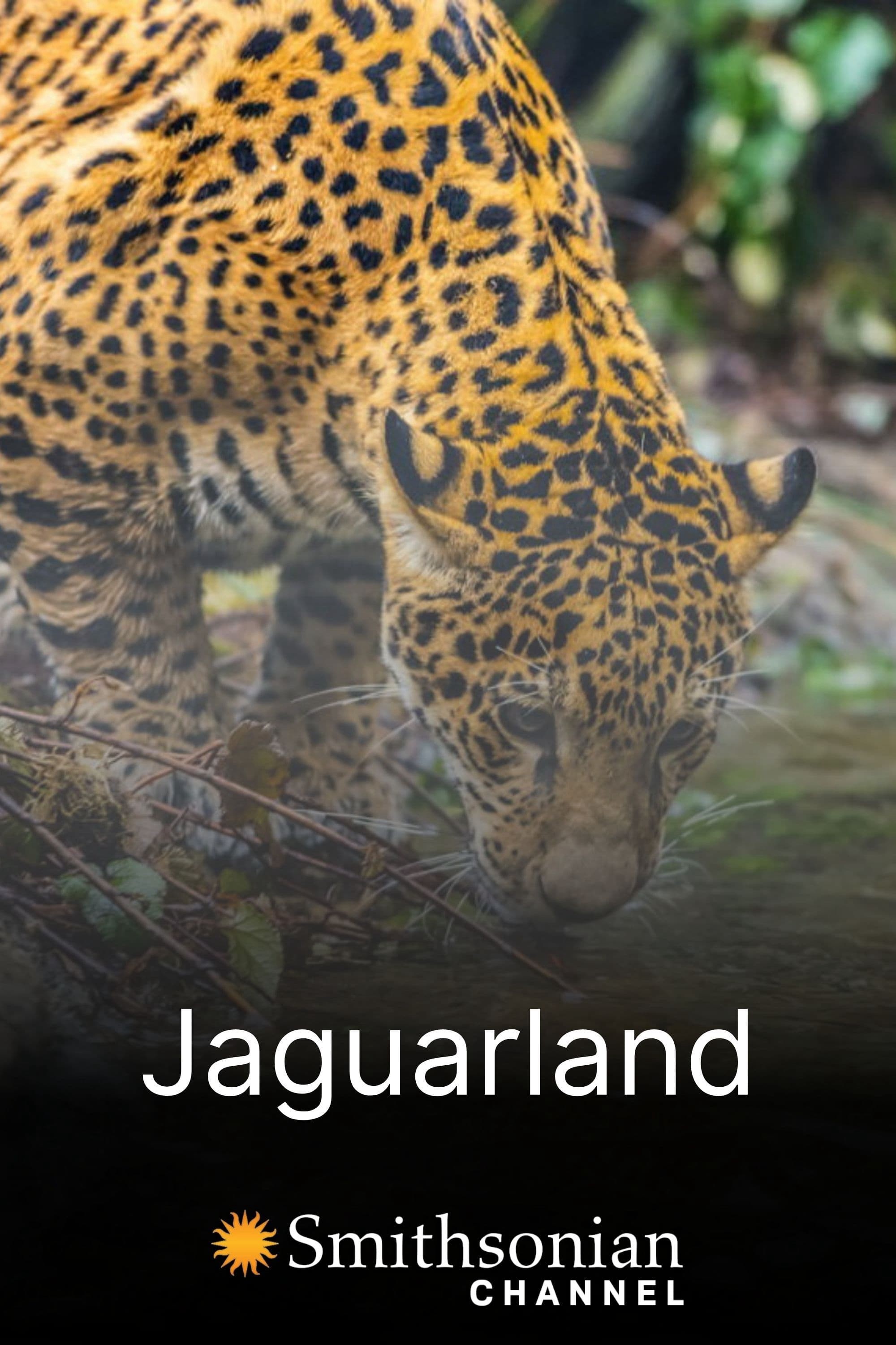 Phim Jaguarland