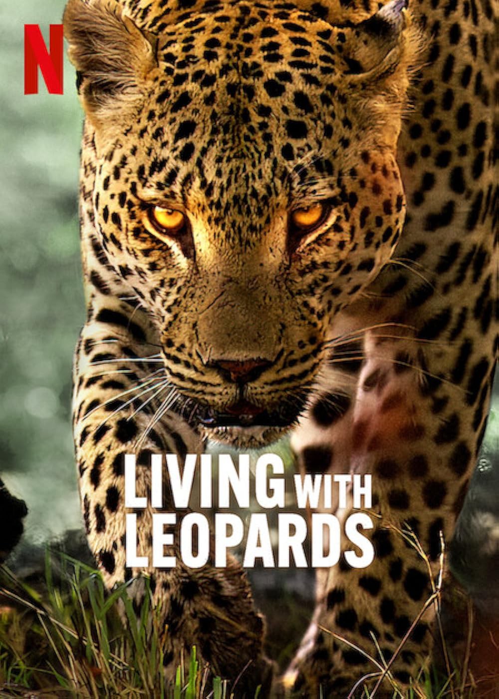 Phim  Living with Leopards