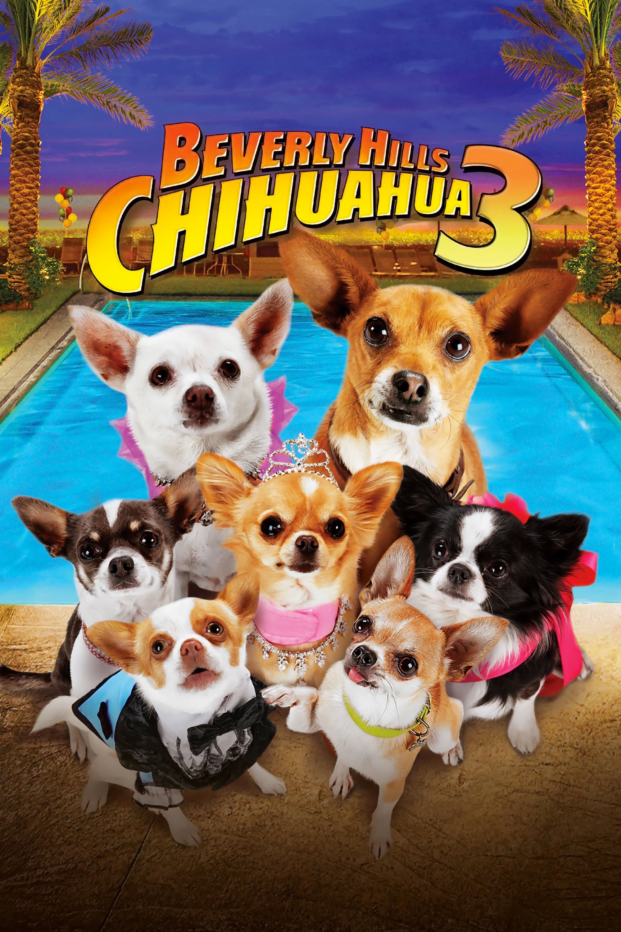 Phim Những Chú Chó Chihuahua 3