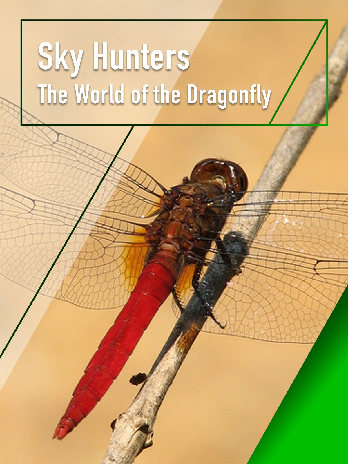 Phim Sky Hunters - The World of Dragonfly