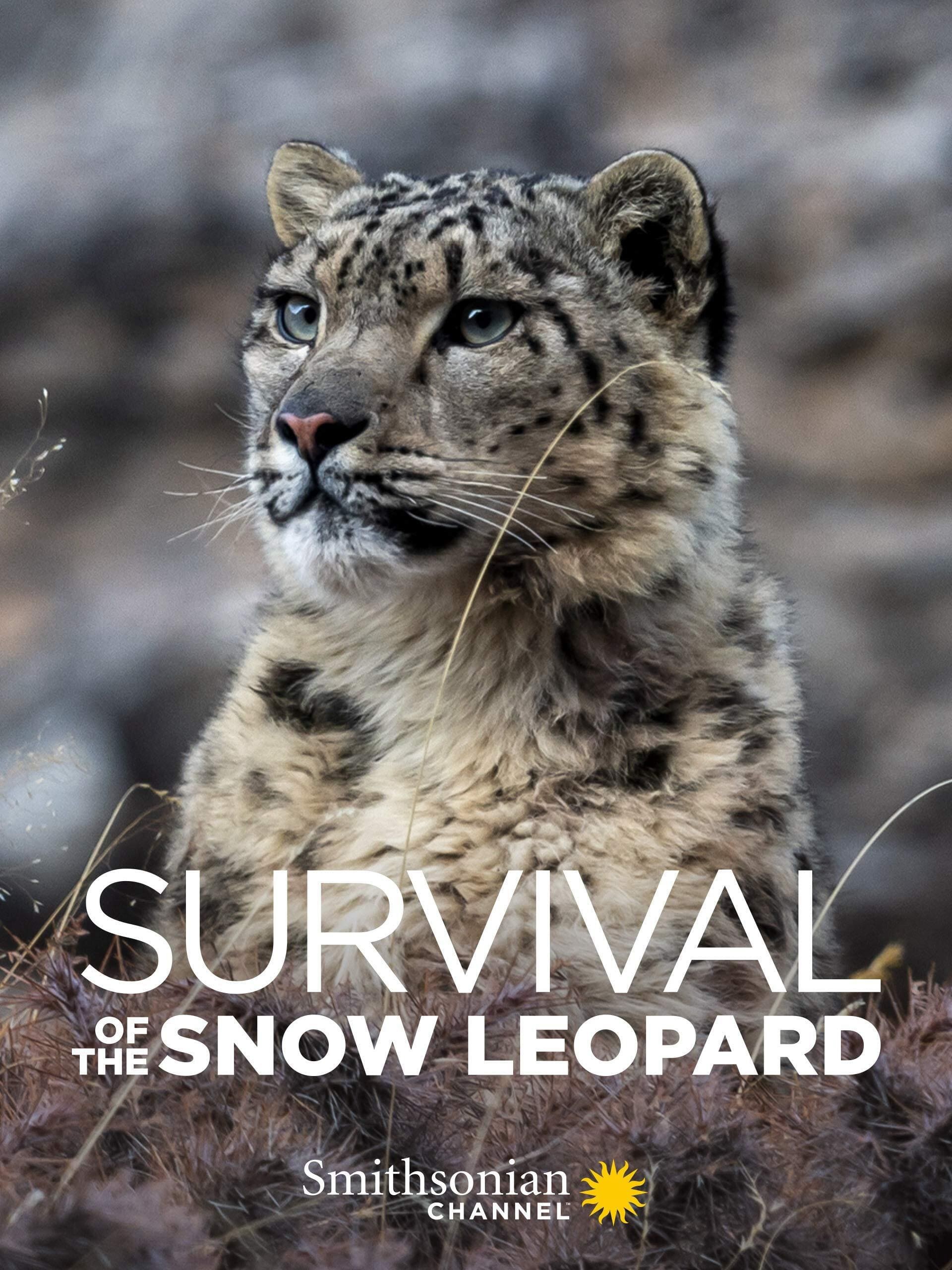 Phim Survival Of The Snow Leopard